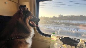 Dall’Ucraina a Castellamonte, il viaggio di 2.830 km del cane Oliver