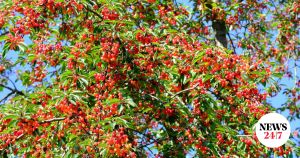 Ακούτε τα τσεκούρια; Kόβουν τον βυσσινόκηπο