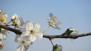 Fioriture sempre più anticipate in Toscana: ecco gli alberi già nel loro pieno splendore