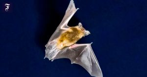 Naturschutzrecht kennt keine Hierarchie der Arten