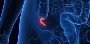 What does the appendix do? Biologists explain the complicated evolution of this inconvenient organ