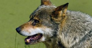 Der er ulve i mosen – og det er ganske vist