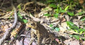 Hundreds of toads draw attention during migration from ponds