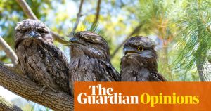 Aerial athletes and unsung hunters by night, tawny frogmouths are more than just their Muppet looks