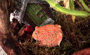 Il boa, la rana Wanna, Gary la chiocciola. Così a casa di Alice si fa il giro del mondo