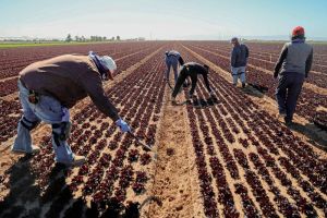 Iran War Promises Even More Pain for Farmers