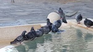 Troppi colombi a Grado: servono anticoncezionali