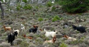 Αγροζηµιών συνέχεια ...