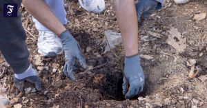 Symbolpolitik mit Setzlingen