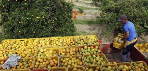 O campo popular e a questão agrícola nacional