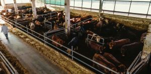 Animal welfare: How a lack of transparency in Canadian slaughterhouses is keeping us in the dark