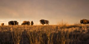 Treaty 4 brings up hard questions like how did ‘Crown land’ come to be?