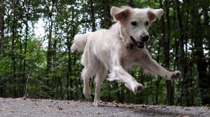 Frei laufende Hunde: Wann haftet der Halter, wenn ohne Leine etwas passiert?