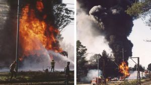 The forever chemicals giving Blue Mountains peas no chance