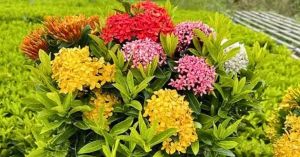 7 Flowering Plants You Can Start Growing in March for a Colourful Summer Garden