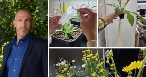 Norfolk company hopes to save the global rubber industry...with dandelions