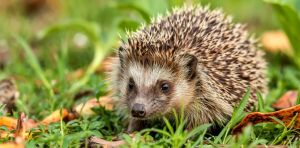 Hedgehogs can hear high‑frequency ultrasound – that knowledge could help save them