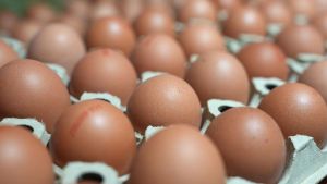 Eierverbrauch steigt weiter - 252 pro Kopf im Jahr