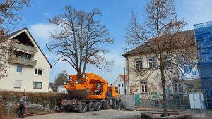 Plötzlich fährt ein Baum durch Konstanz. Die Linde verlässt den Schulhof von Allmannsdorf