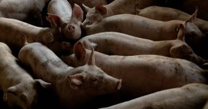 Landbruget har fået alt for lang snor