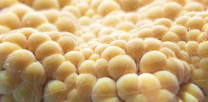 Fat cells burn energy to make heat – making them the next frontier of weight loss therapies