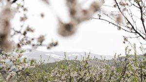 Cuando los almendros están en flor