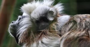 Rare monkeys born at Norfolk zoo