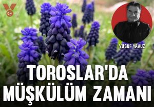 Toroslar’da müşkülüm (muscari) zamanı…