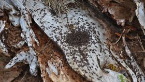 Ameisen in der Stadt sind weniger pingelig als auf dem Land