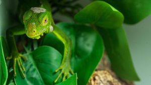 Das Reptilienjahr beschert dem Zoo Tannenzapfenechsen, Fühlerschlangen – und eine Überraschung