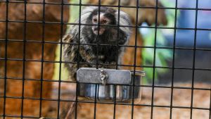 Deutschland interessiert nur der Artenschutz vor der eigenen Haustür