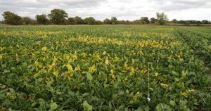 Sugar beet crops face 'major threat' as virus infections forecasted to soar