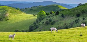 Have we passed ‘peak sheep’?