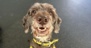 'Charming' goldendoodle rescued from 'welfare situation' looking for forever home