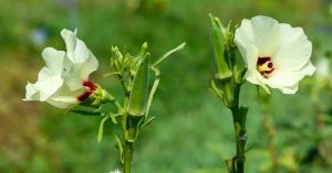 Um vegetal consistente