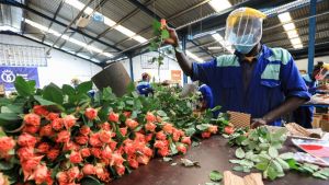 Willen we echt bloemen geven die met pesticiden zijn bespoten? In de kerk komt het gesprek op gang