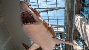 Megalodon hâlâ yaşıyor mu?