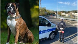 Passeggia tra le villette, aggredito da due cani boxer. Per salvarsi si arrampica su un albero