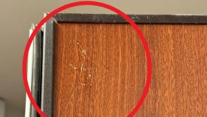 Udine, colla sulle porte e luci fioche: il nuovo modus operandi dei ladri per colpire in via San Valentino