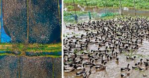 How Kerala’s Unique Duck Farming Practice Is Keeping Rice Fields Healthy—Naturally