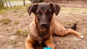 Raccolta fondi online per Amy, cagnolina di 4 anni: servono 10mila euro per l’intervento