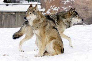 «Реально — три-четыре десятка особей»: охотовед разъяснил ситуацию с нашествием волков в Московской области