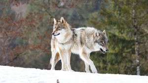 Warum die Jagd auf Wölfe ein Fehler ist