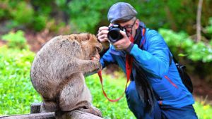 Schätze im Familienalbum gesucht: Wer hat alte Fotos vom Affenberg?