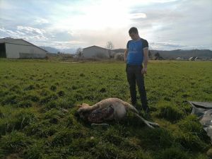 Arros-de-Nay : le loup refait parler de lui, trois bêtes tuées