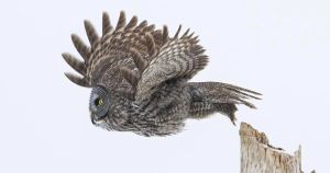 Capturing the great grey owl hunt