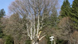 Naturattraktion Weidbuche muss gefällt werden