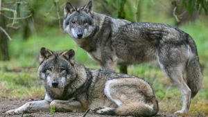 Warum sich Zalando in Thüringen ein Beispiel am Wolf nehmen sollte