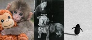 Maymundan, köpekten öğrendiğimiz…