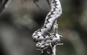 Kaški z nogami i bez njih